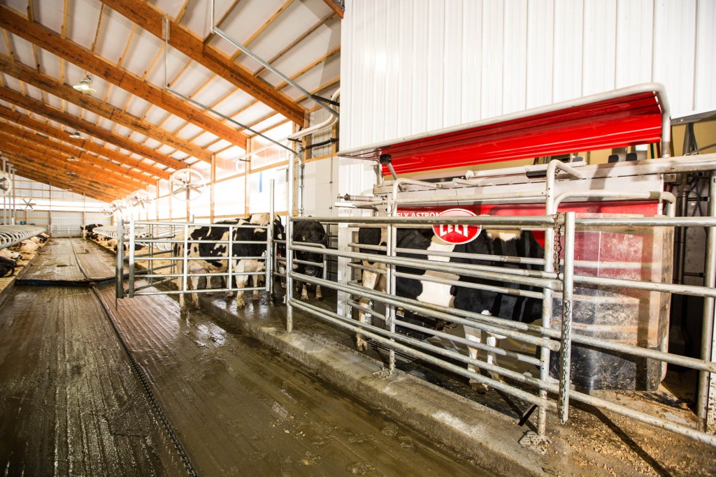 Scientific-holsteins-lely-robotic-milker-in-new-free-stall-barn -6946 ...